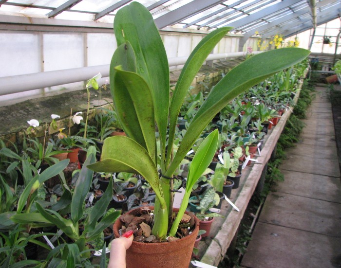 Grammatophyllum stapeliiflorum.JPG