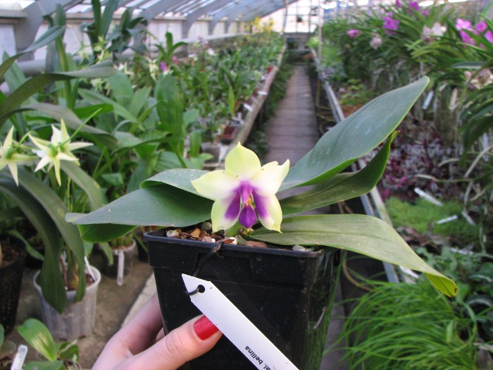 Phalaenopsis bellina.JPG