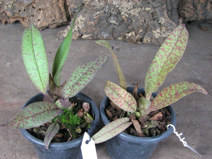 Psychopsis Butterfly (sanderae x papilio).JPG