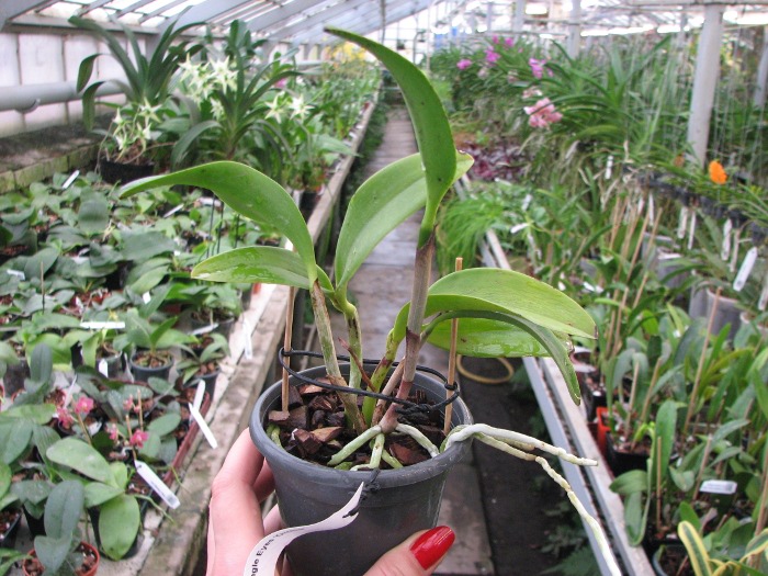 Cattleya Jungle Eyes 'ORCHIS'.JPG