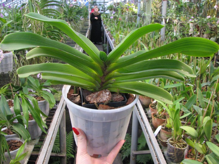 Rhynchostylis gigantea red.JPG