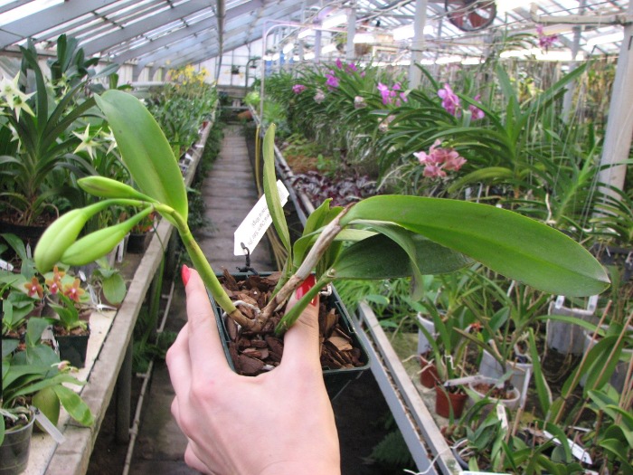 Laeliocattleya Imperial Charm 'Sato' (Pri Pri x Imperial Wings).JPG
