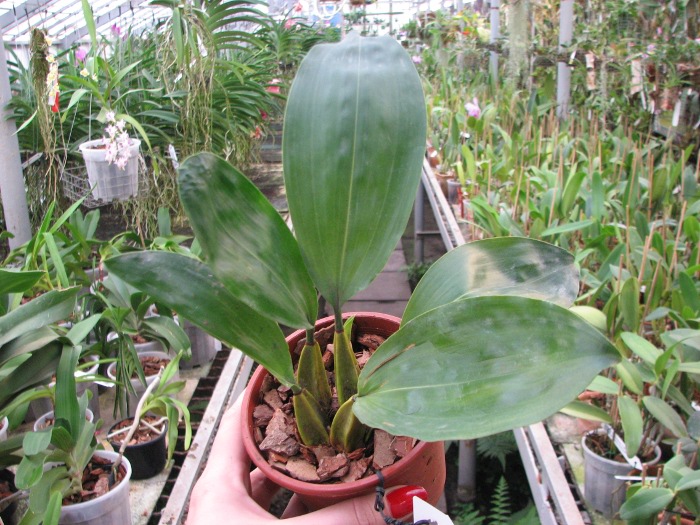 Bifrenaria fuerstenbergiana.JPG