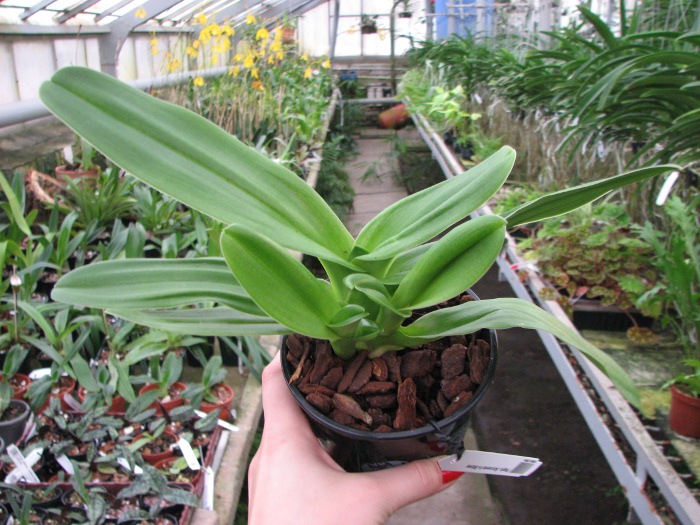 Paphiopedilum Sorcerer's Stone.JPG