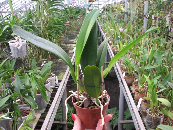 Rhynchosophrocattleya Mormilani Jewel 'Chunfong'.JPG