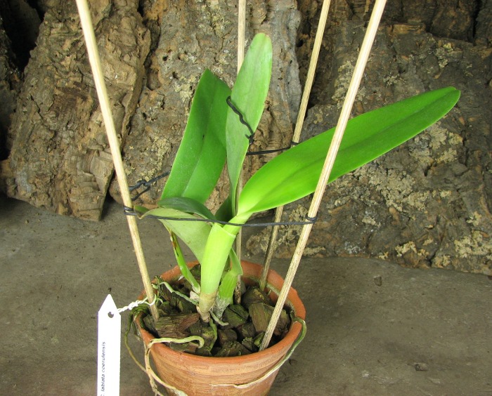 Cattleya labiata coerulensis.JPG