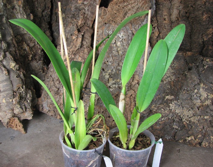 Brassolaeliocattleya Fort Watson 'Mendenhall'.JPG