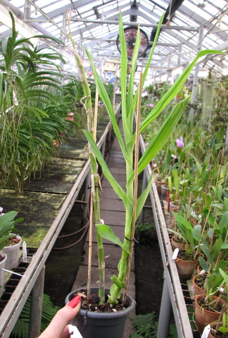 Thunia venosa.JPG