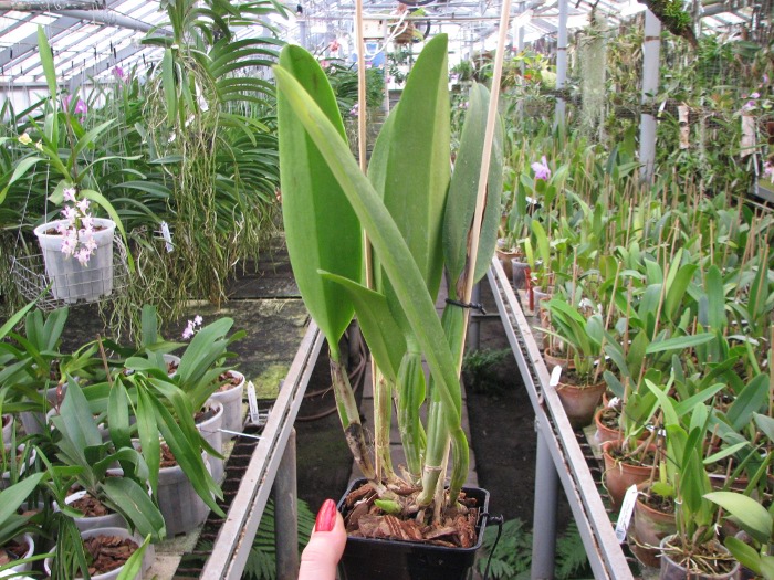 Cattleya mossiae var. amoena.JPG