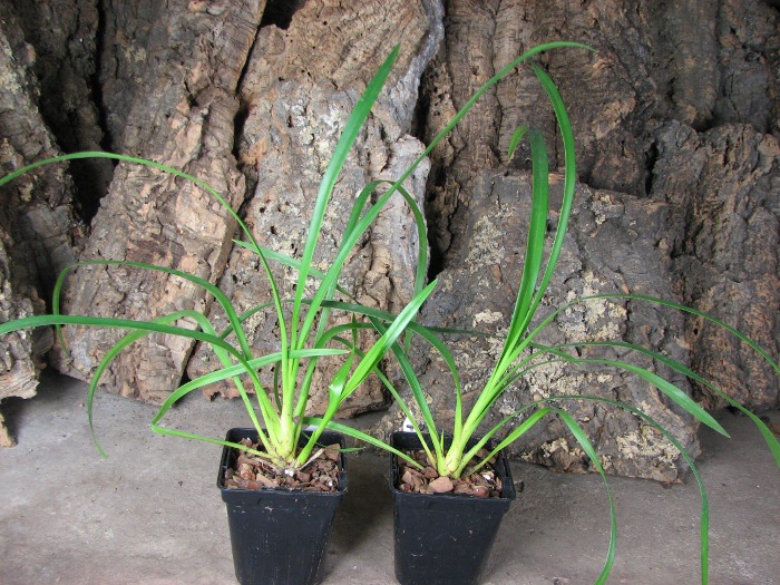 Cymbidium erythrostylum.JPG