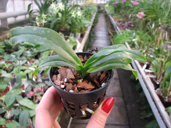Phalaenopsis tetraspis alba x Vanda coerulea blue.JPG