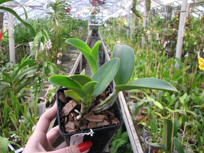 Cattleya nobilior (coerulea x coerulensis).JPG