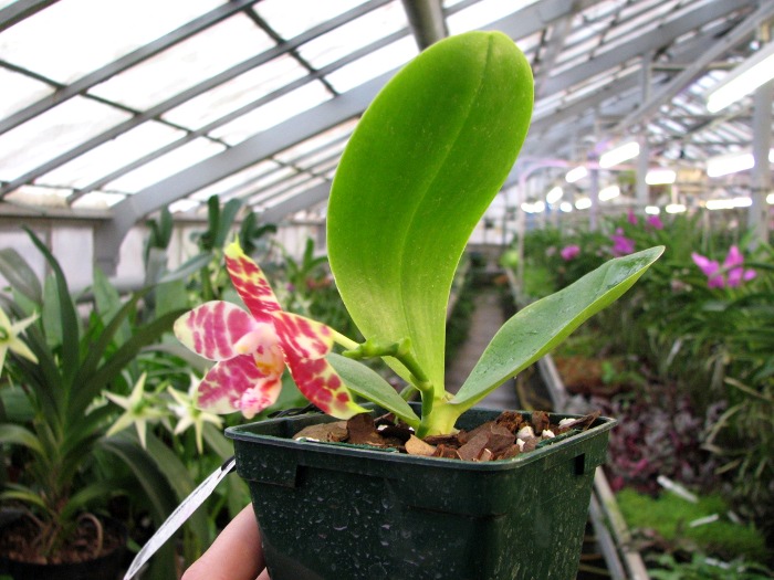 Phalaenopsis (Gelblieber x mariae).JPG