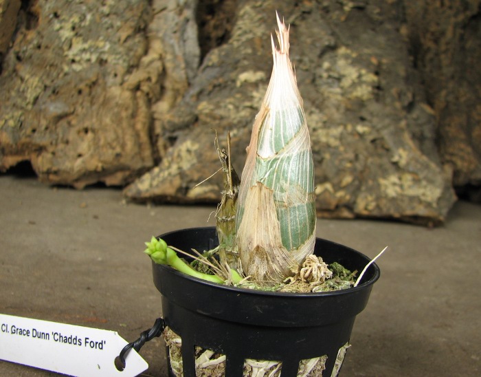 Clowesia Grace Dunn 'Chadds Ford'.JPG