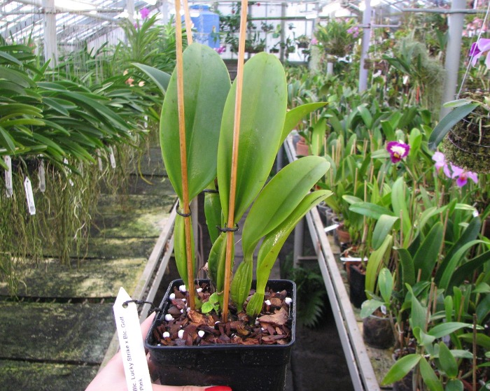 Brassolaeliocattleya Lucky Strike x Brassolaeliocattleya Golf Pink.JPG