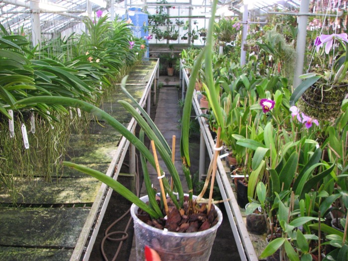 Brassavola Jiminy Cricket 'Superbug' (Brassavola nodosa x Rhyncholaelia digbyana).JPG