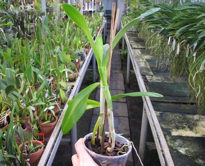 Brassocattleya Angel Lace (Cattleya Little Angel x Brassavola digbyana).JPG