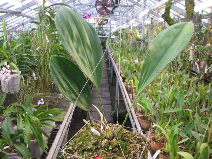 Stanhopea connata.JPG