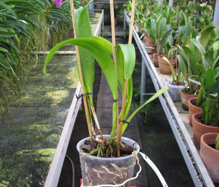 Brassolaeliocattleya Keowee 'Mendenhall'.JPG