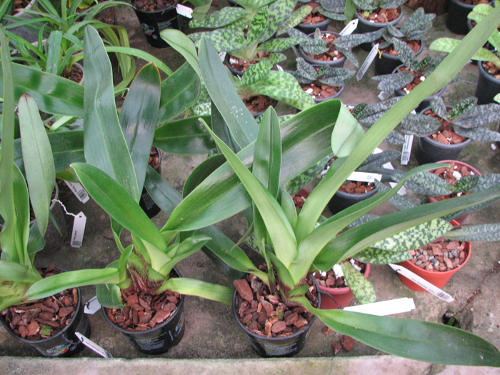 Paphiopedilum Lippewunder.jpg