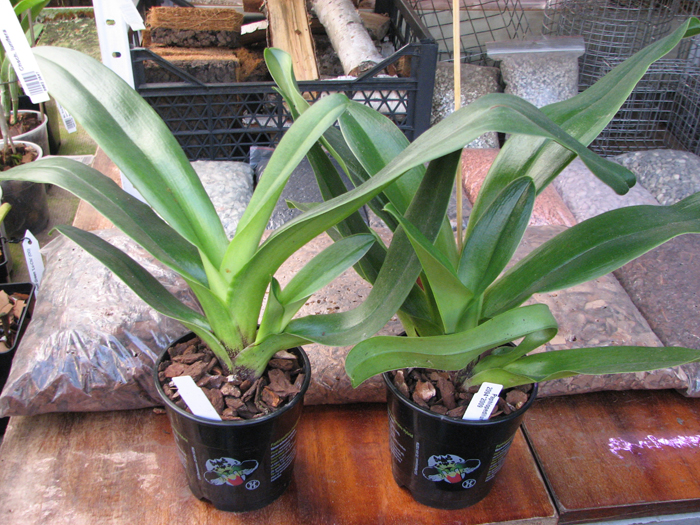 Paphiopedilum Arafura Sea x New Generation.jpg