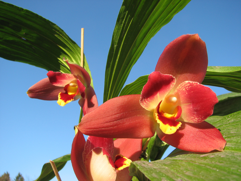 Angulocaste Red Jewel.jpg