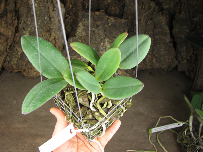 Cattleya schilleriana 'Biriricas' x Cattleya schilleriana 'Olinda'.jpg