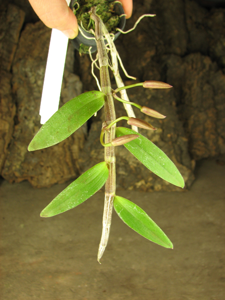 Dendrobium aphyllum.jpg