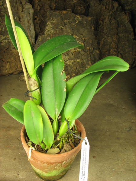 Rhyncholaeliocattleya Always Dream 'Volcano Queen' (Lucky Man x Hawaiian Ovation).jpg