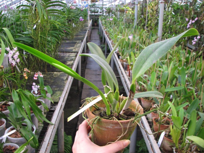 Cattleya warneri alba 'Alvinha' x Laelia praestans alba.JPG