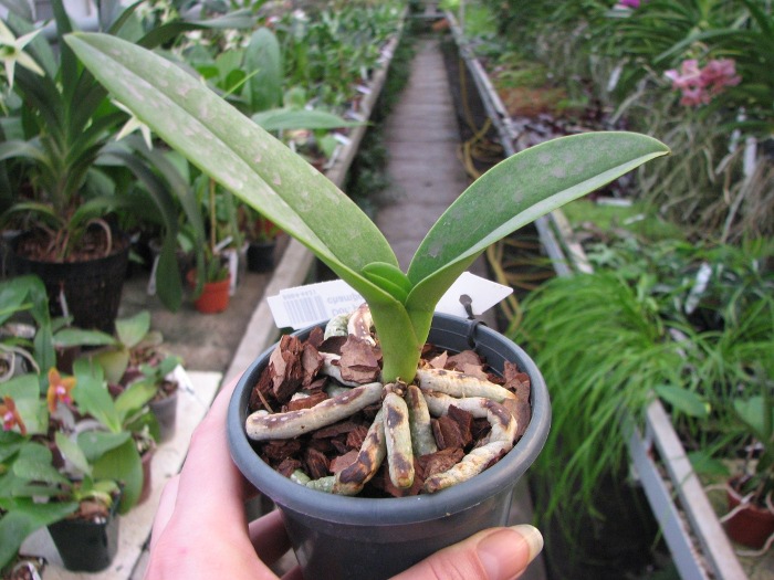 Doritis pulcherrima f. champorensis 'White'.JPG