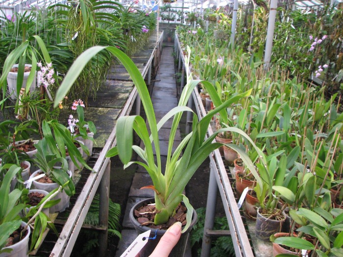 Miltonia Rubenesque 'Karismic Kay'.JPG