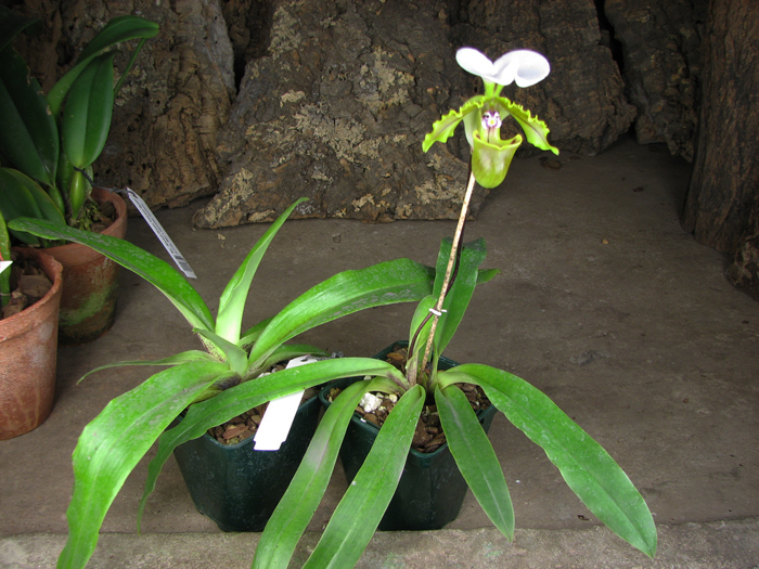 Paphiopedilum spicerianum.jpg