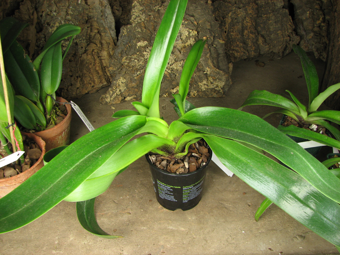 Paphiopedilum Lippewunder hybrid.jpg