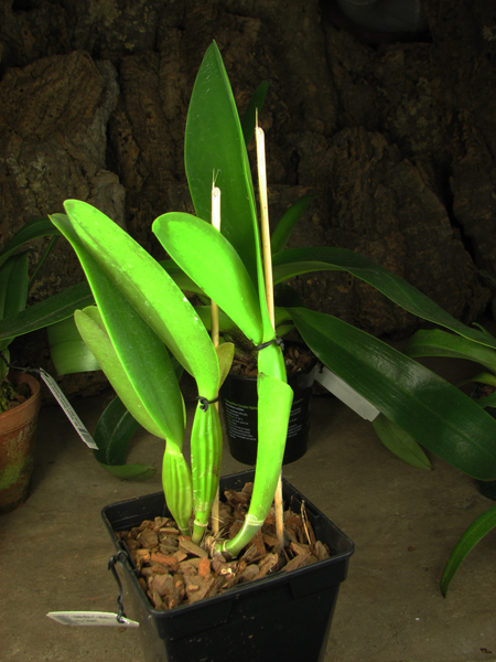 Cattleya warneri amesiana 'Mem Roberto Kautsky' x Cattleya warneri amesiana 'Feu Rosa'.jpg