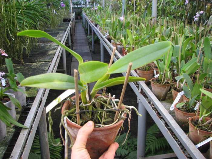 Cattleya labiata amesiana concolor 'Serra Negra' x Cattleya labiata amoena 'Preciosa' (Z-8).jpg