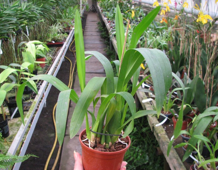 Miltassia C.M. Fitch 'Izumi'.JPG