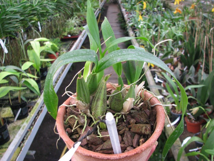 Oncidium varicosum.JPG