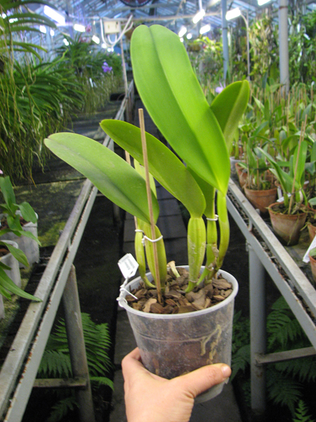 Cattleya warneri semi alba (boa forma) x Cattleya warneri semi alba 'Rubi'.jpg