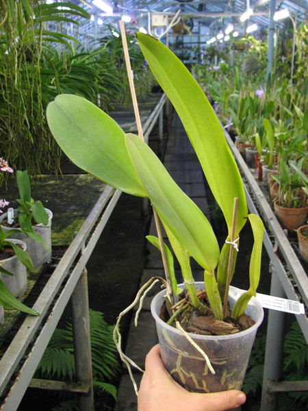 Cattleya warneri integra 'Evandro Perini' x Cattleya warneri inegra-orlata-pincelada 'Leonor'.jpg