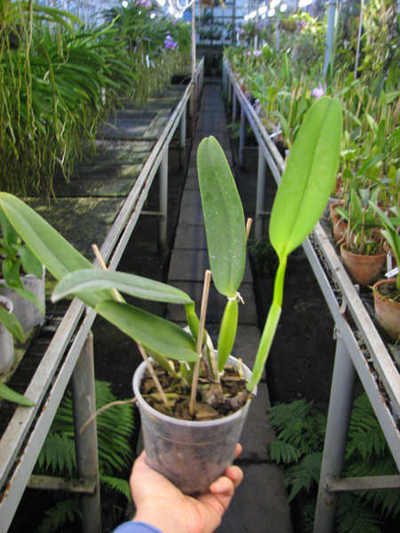Cattleya warneri tipo 'Maravilha' (escura) x Cattleya warneri integra-orlata 'AWZ'.jpg