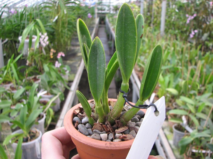 Laelia ghillanyi.JPG