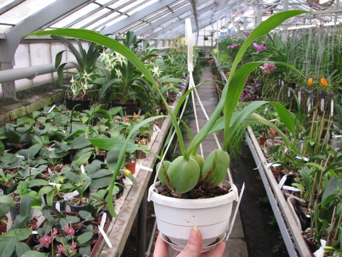 Coelogyne cristata.JPG