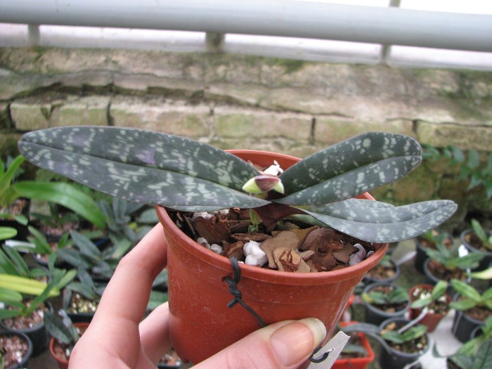 Paphiopedilum niveum (1508).JPG