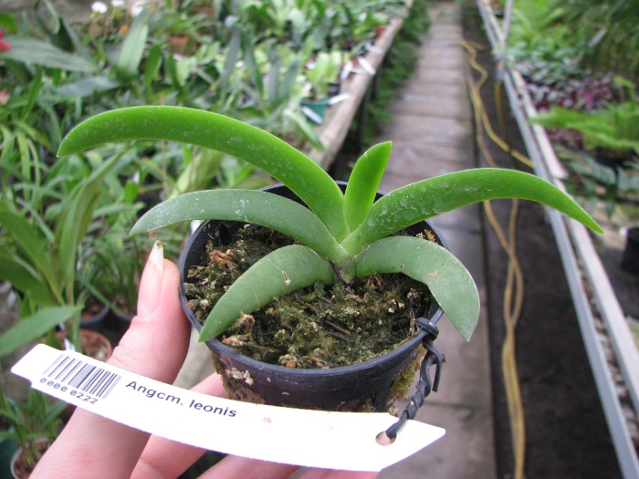 Angraecum leonis.JPG