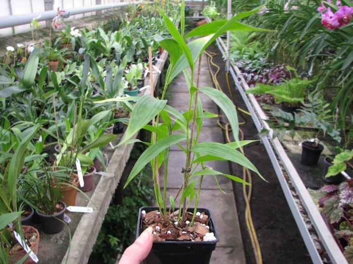 Sobralia sp. coerulea (Equador) x self.JPG