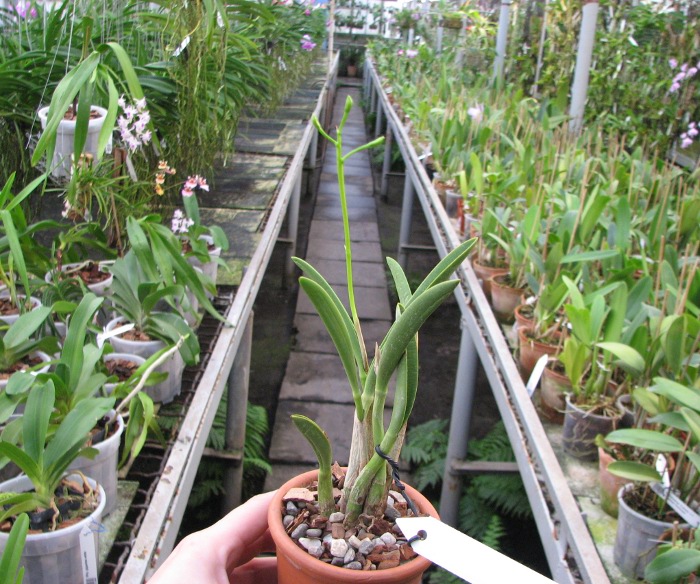 Laelia briegeri.JPG