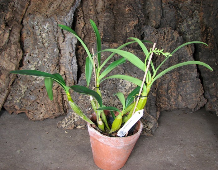 Dendrobium chrysotoxum.JPG