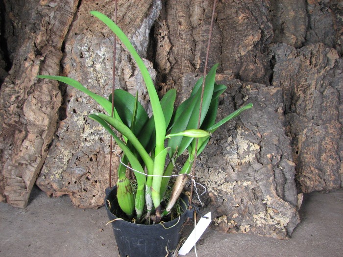 Laeliocattleya Chan Hsiu Jewel 'San Mei' (Cattleya Moscombe x Laeliocattleya Wayndora).JPG