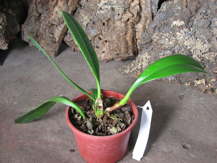 Bulbophyllum grandiflorum.JPG